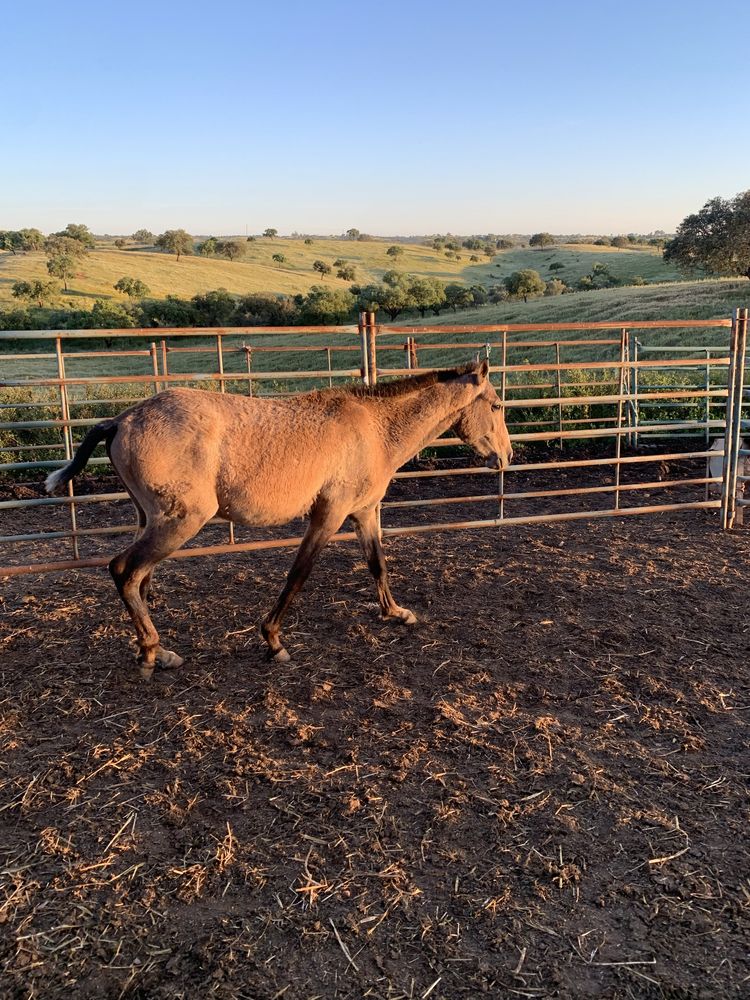 Poldro Cavalo PSL, 2 anos