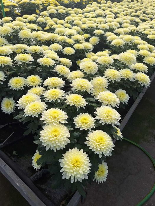 Chryzantemy hurt detal