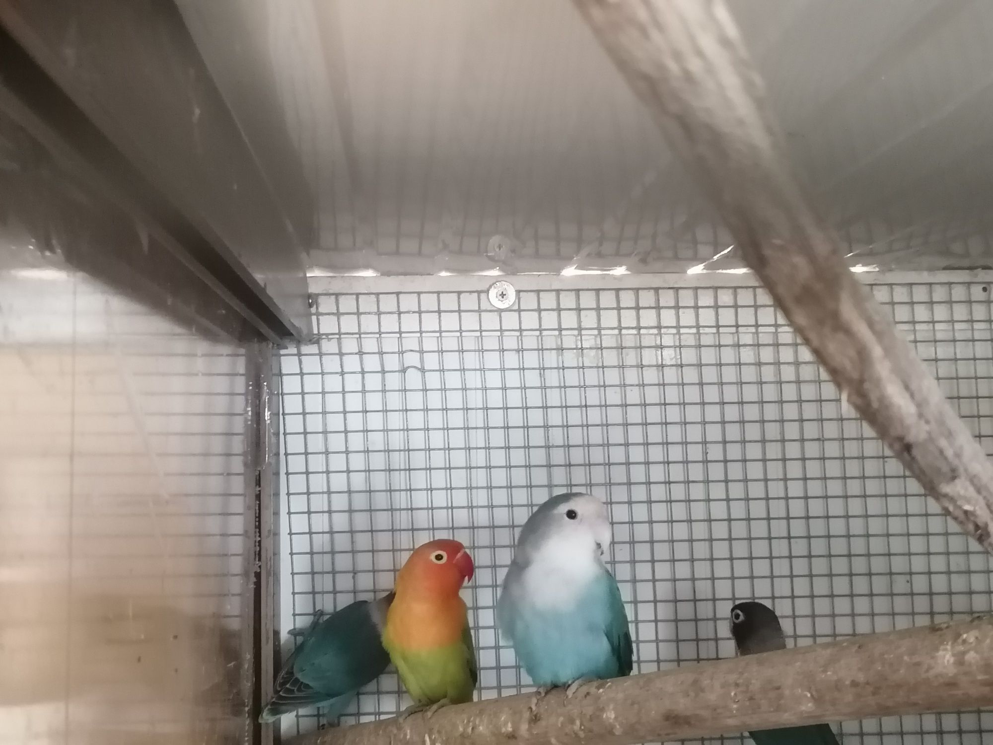 Todo tipo de pássaros para vender.