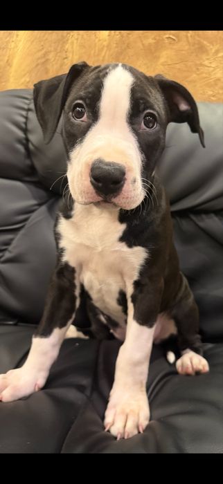 Продам цуценят Стафордширського терʼєра