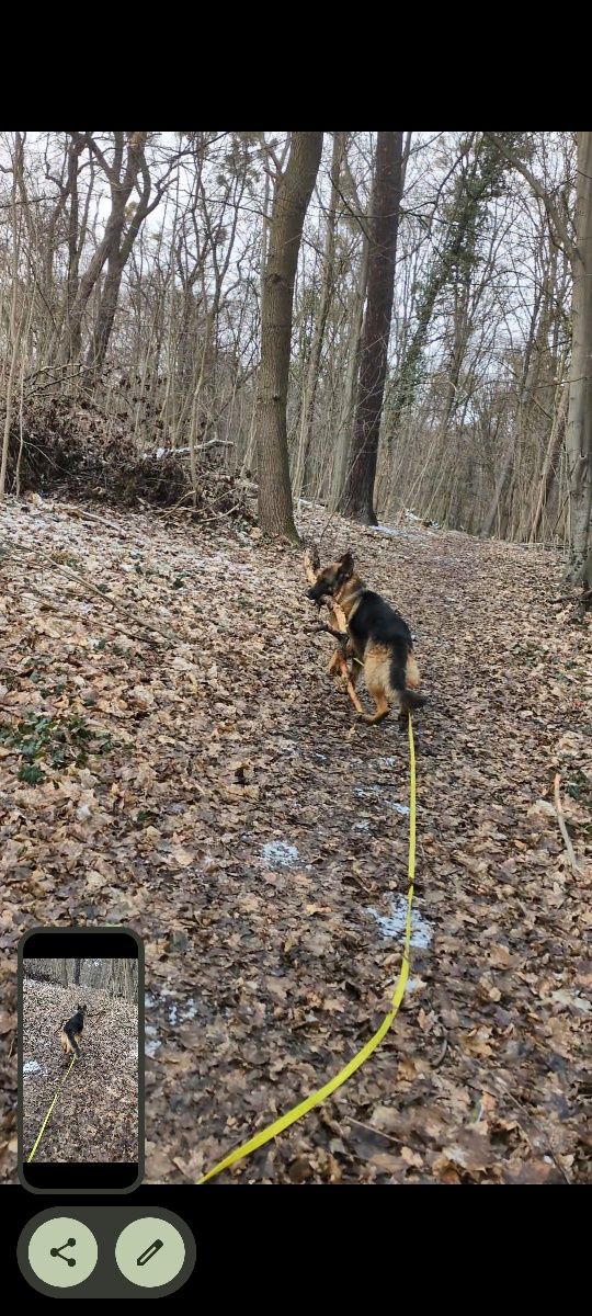 Bruno owczarek niemiecki do adopcji!