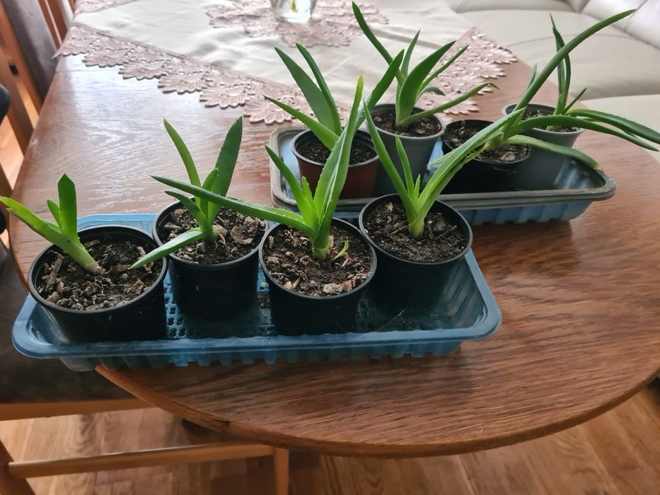 Aloes kwiat zdrowie
