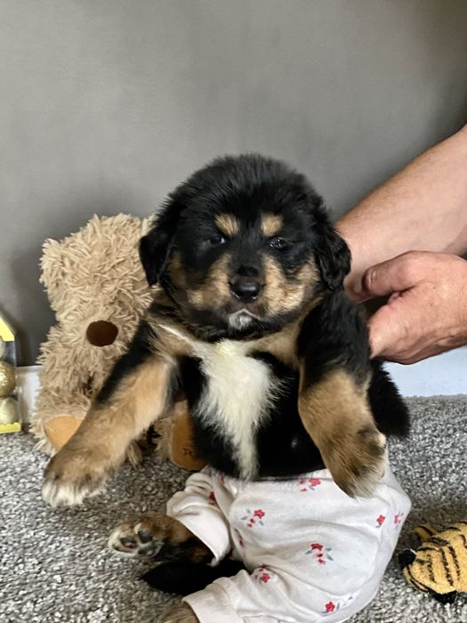 Чорнопідпалий окрас. Тибетський мастиф. Цуценя.