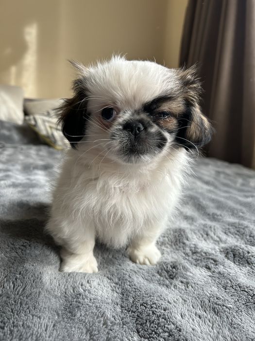 Цуценята пікінеси