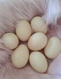Ovos de pata não fecundados