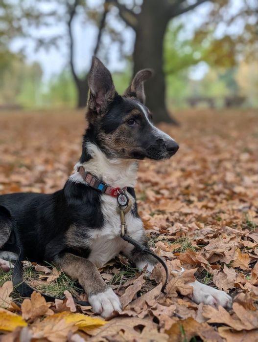 Сьюзі, мікс хаскі та вівчарки, 6 міс.