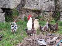 Ovos de galinha Leghorn