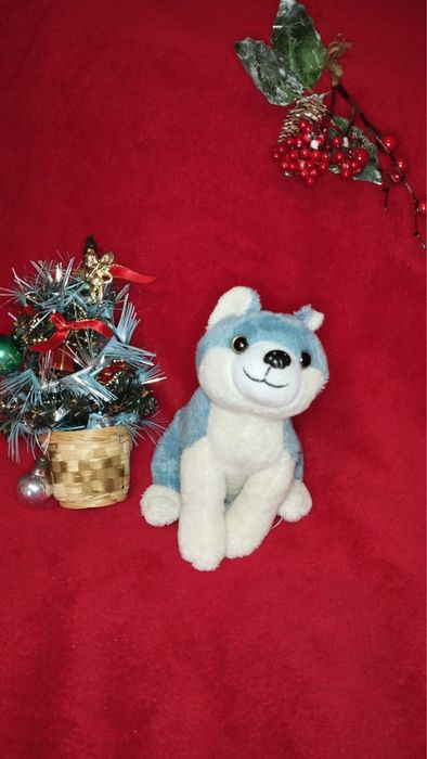 Mis Wilczek szuka domu