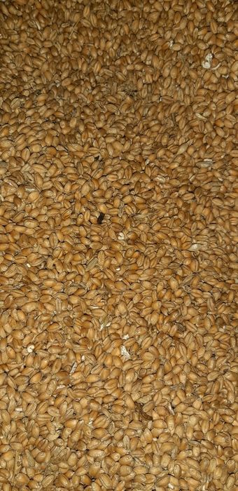 Pszenica. Zbiór 2025