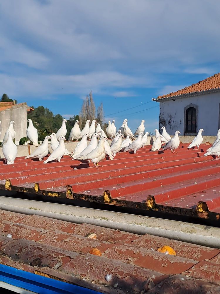 Vendo Pombos para casamentos/batizados