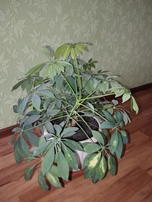 Шифлера, кімнатна рослина