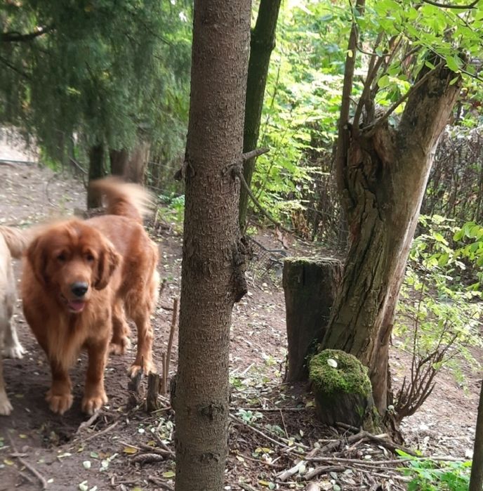 Suczka golden retriever z rodowodem