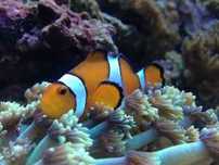 Amphiprion ocellaris błazenek wysyłka