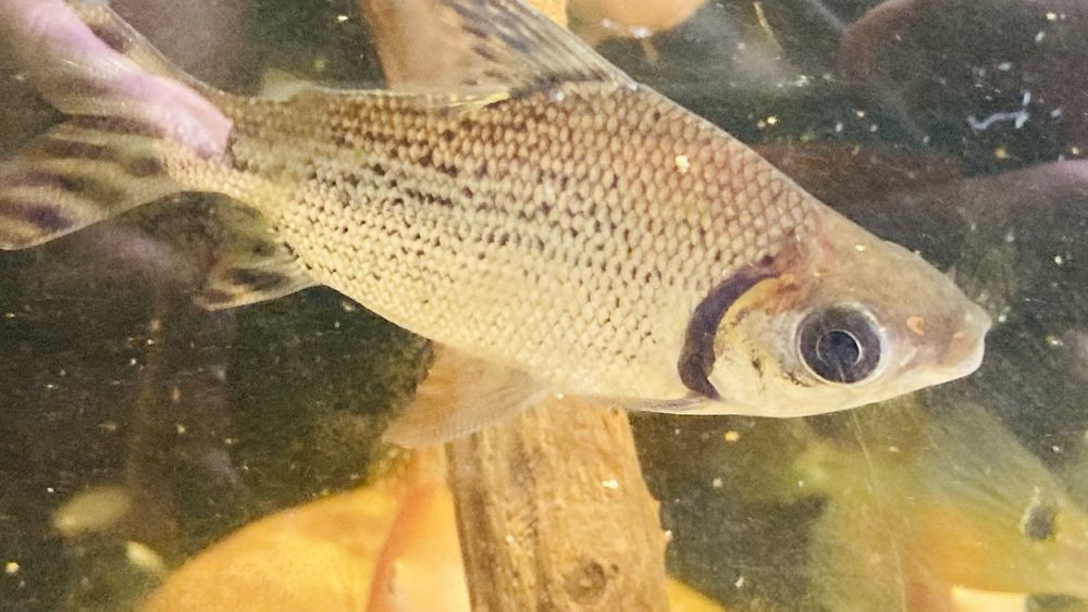 TABU FLAGTAIL Semaprochilodus Leszczanka W-wa