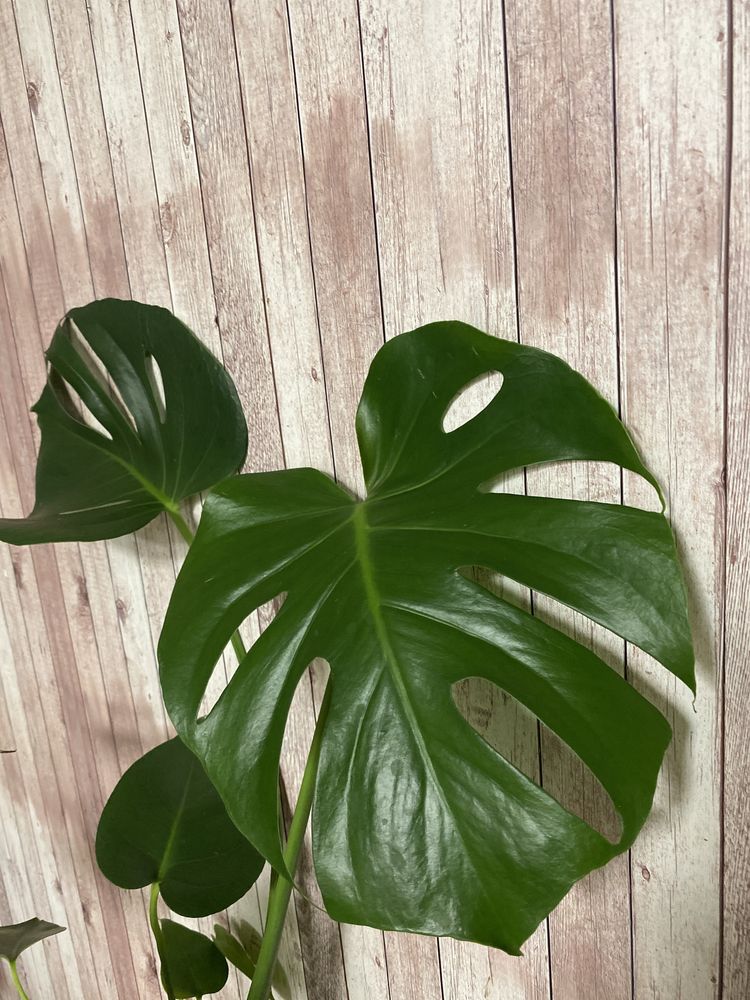 Monstera deliciosa , kwiat doniczkowy , dzungla