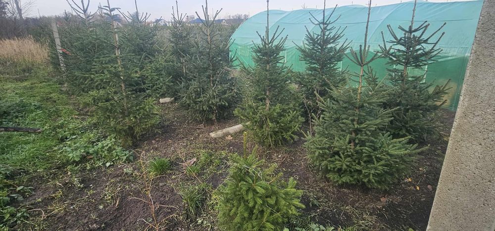 Świerki zielone i srebrne