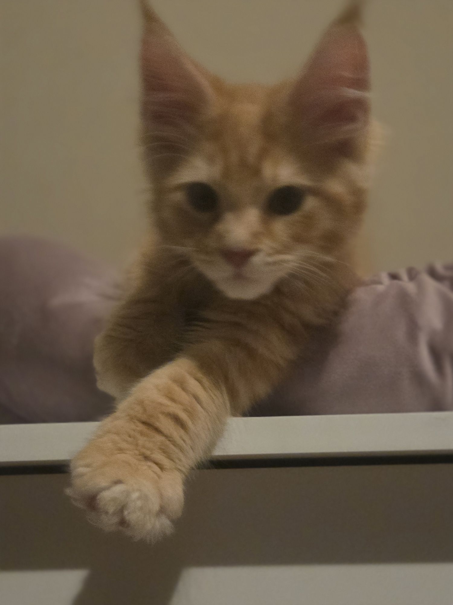 Kocurek Maine Coon