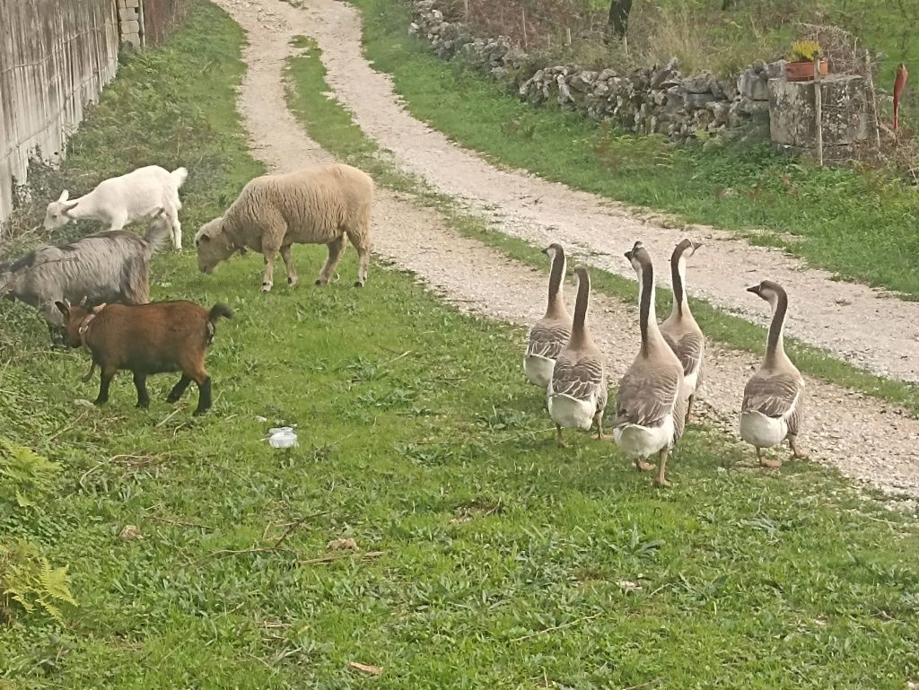 Gansos da guine novinhos