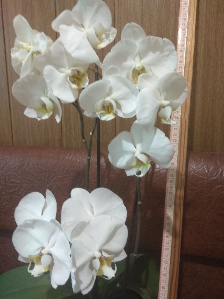 Взрослая цветущая орхидея с тремя стеблями