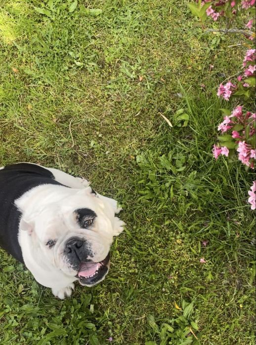 Oddam buldoga angielskiego w dobre ręce