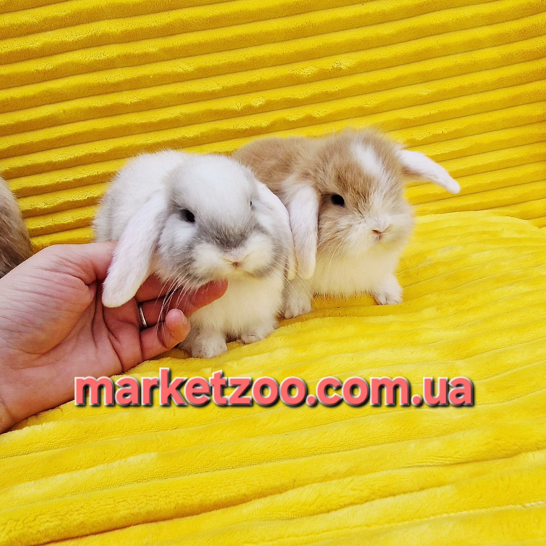 Mini Lop — дві дівчинки на фото з мамою. Уже готові до переїзду.