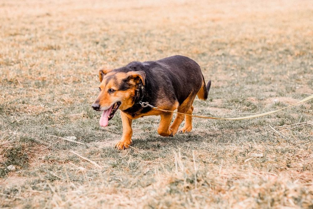 Mały piesek w typie jamnika do adopcji