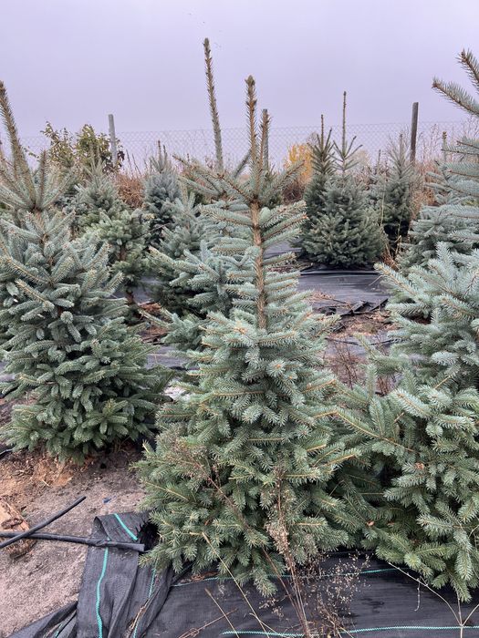 Ялина блакитна Кейбаб в грунті, жива, ялинка Kaibab голуба, елка ель