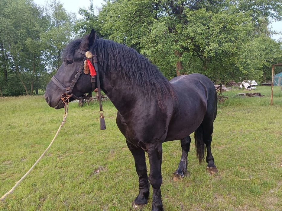 Sprzedam ogiera zimnokrwistego