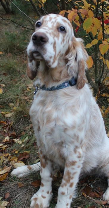 Seter angielski-samiec rezerwacja