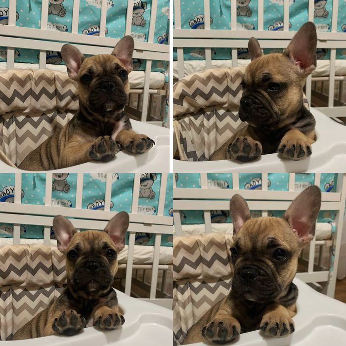 ( Вʼязка  перша  ) Шукаємо  дівчинку для французького бульдога