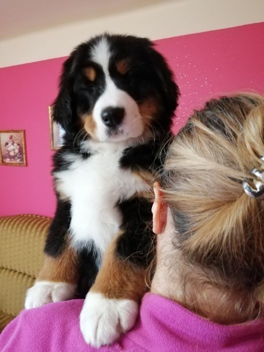 Berneński pies pasterski