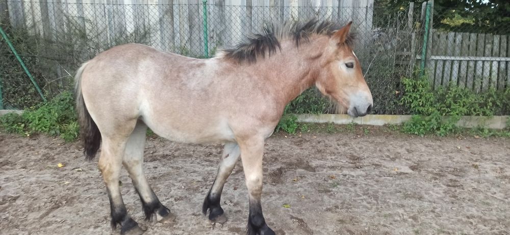 Klacz źrebica deresz pkz zimnokrwista