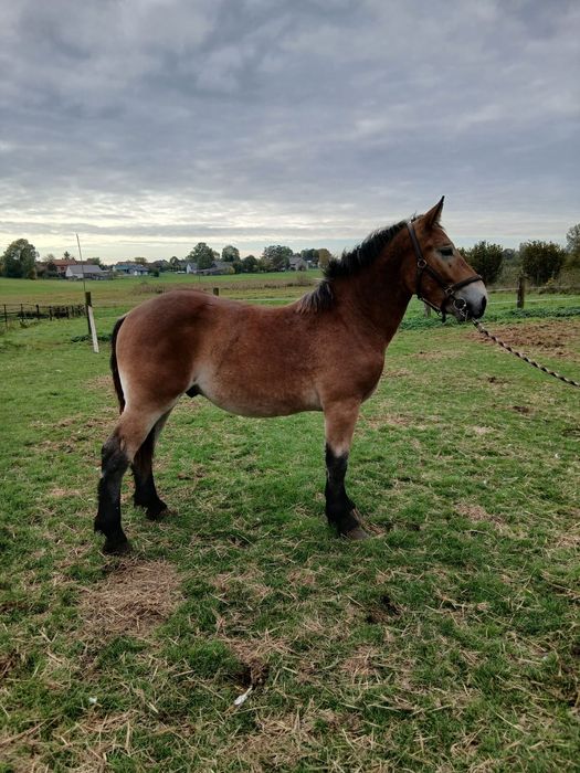 Ogierek księga główna likwidacja