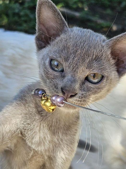 Бурма європейська