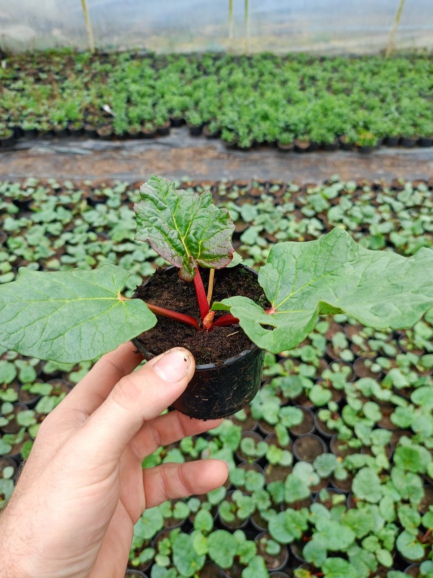 Mięta melisa sadzonki w doniczkach 10cm wiele innych roślin