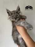 Maine Coon kocurek