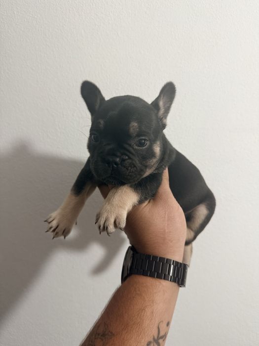 Buldogue Francês Menina Black Tan