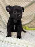 Suczka do adopcji Chilli