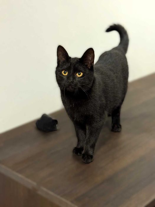 Czarna kotka, 5 mcy do adopcji