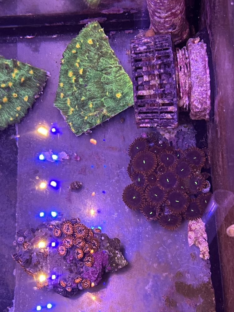 Chalices space invader aquario agua salgada