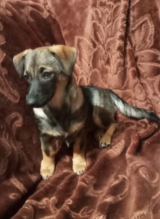 Do pokochania od zaraz – malutkie jamnikowate serduszka!