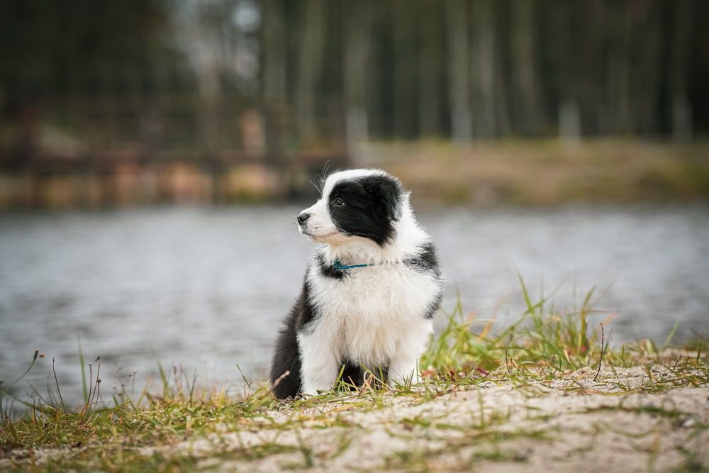 Szczeniak border collie