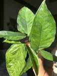 Syngonium mottled mohito