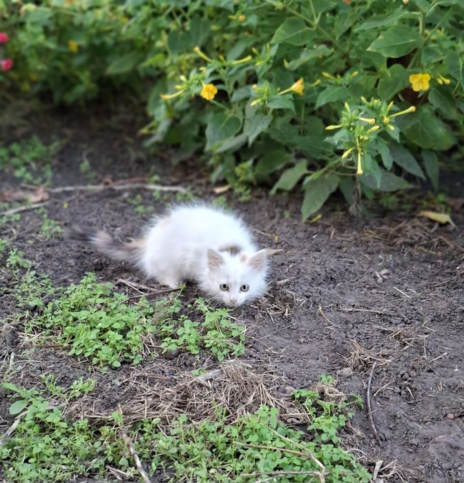 Отдам котёнка в добрые руки