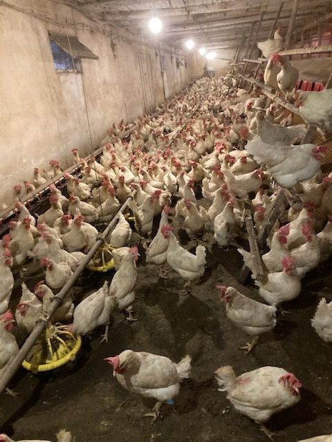 Kury Nioski z jajkiem Messa 30zł