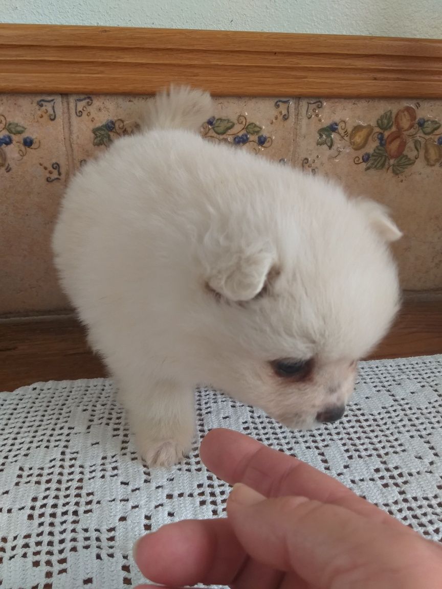 Lulu da Pomerânia (SPITZ Alemão)