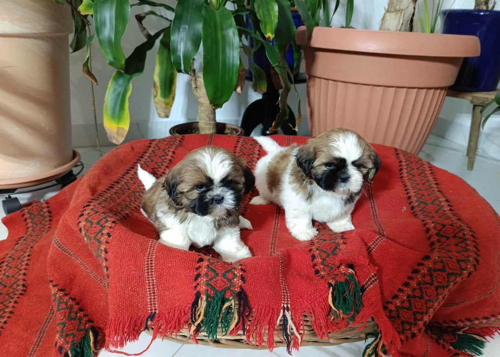 Shih Tzu suczka okolice Krakowa i Bochni