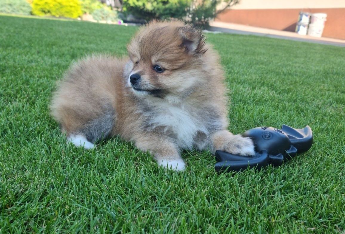 Spitz da Pomerânia menino