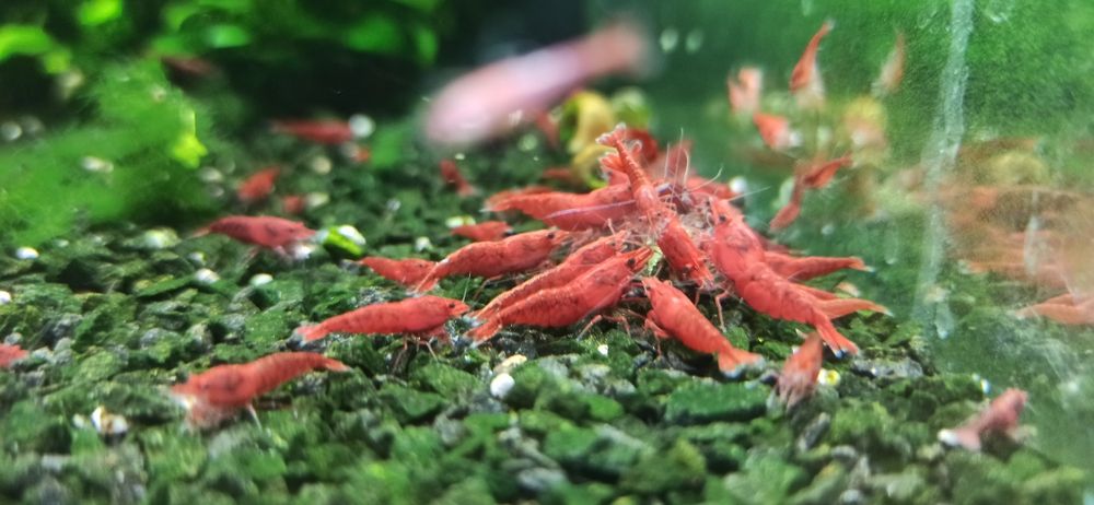 Neocaridina red fire painted