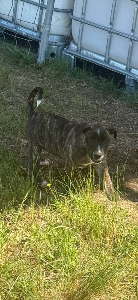 Fastastica femea (Tipo Presa Canario)